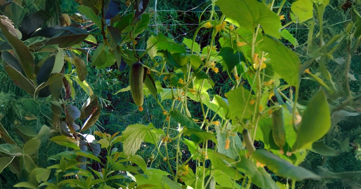 How to Grow Cucumbers in a Pot