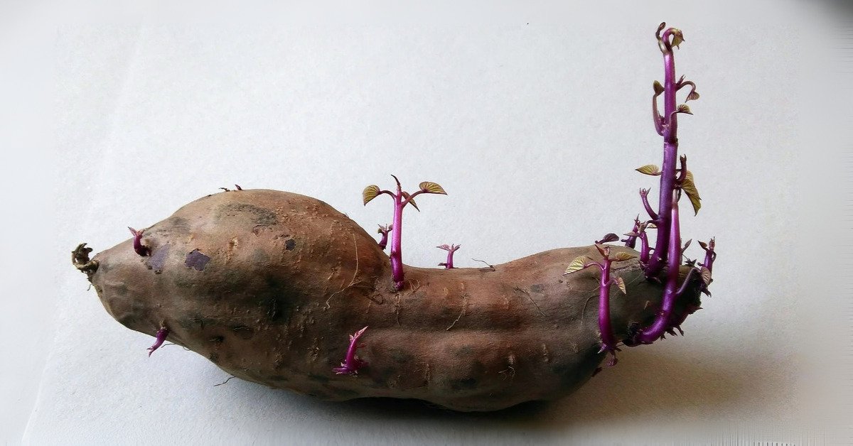 How to Grow Sweet Potatoes