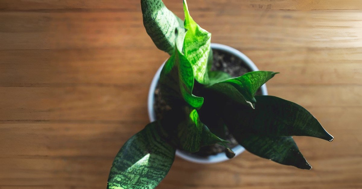 How to Grow Snake Plant