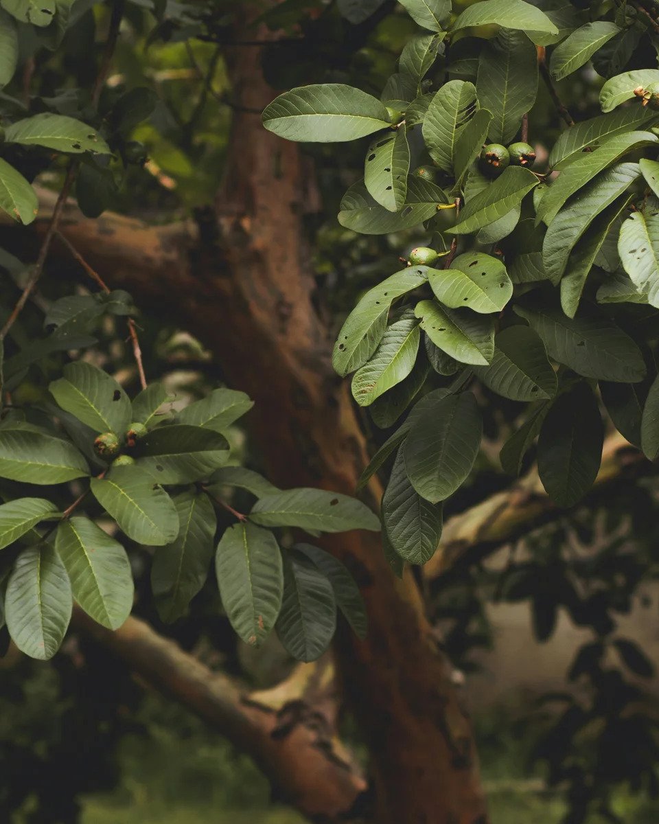 How to Grow Guava from Seed