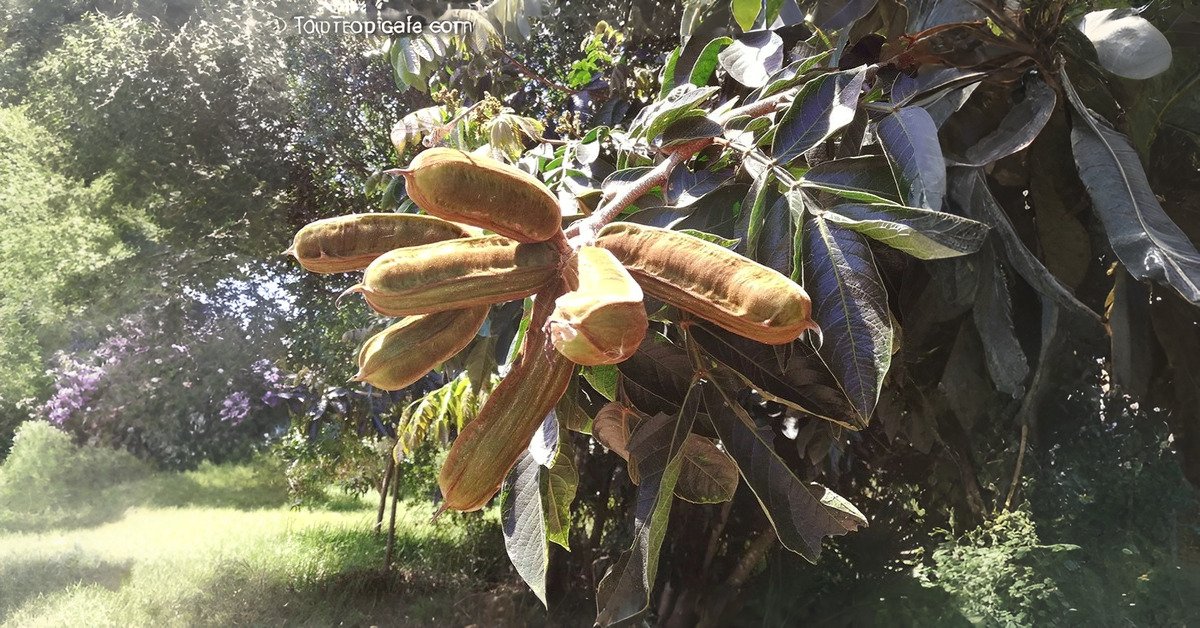 How to Grow an Ice Cream Bean Plant