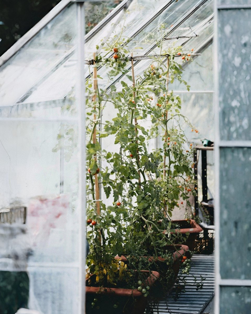 How to Grow Tomatoes in a Pot