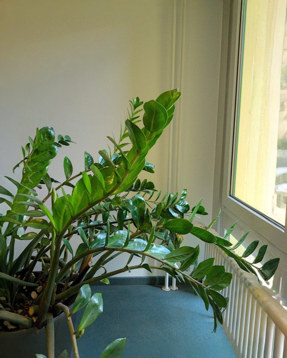 How to Grow a ZZ Plant